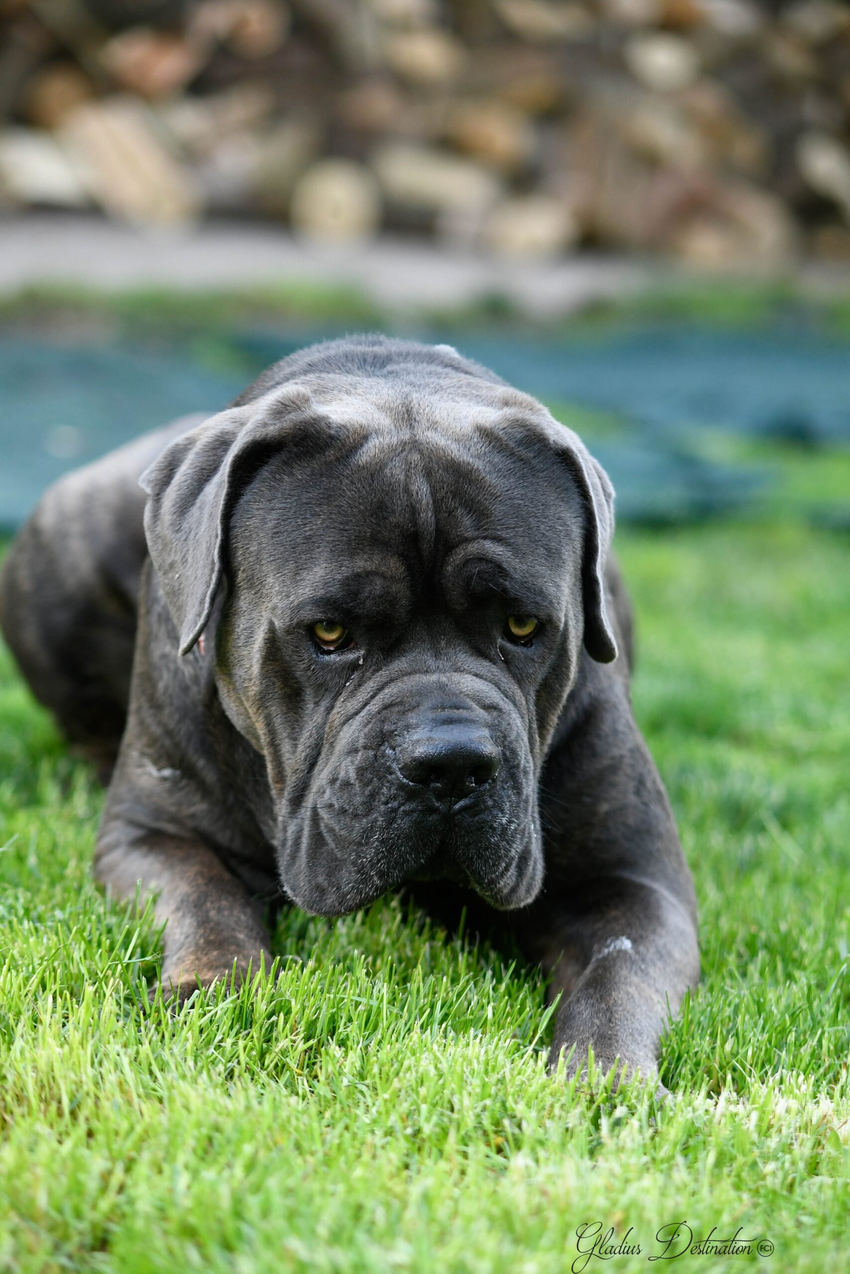 Cane Corso gris couché dans l'herbe, face à l'objectif