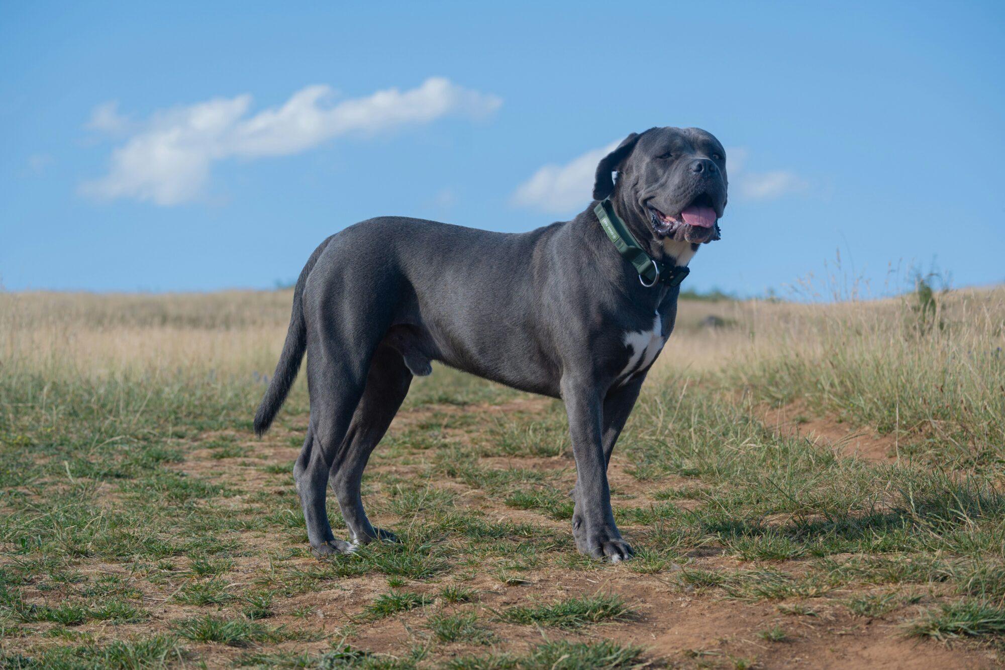 Cane Corso gris vu de profil, debout dans une prairie sous un ciel bleu