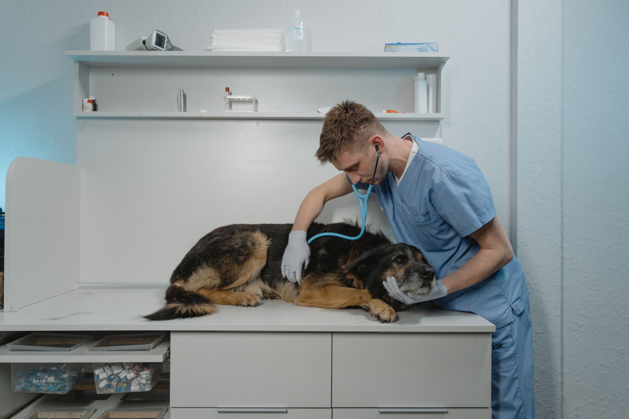 Vétérinaire en blouse bleue qui ausculte avec un stéthoscope un chien âgé au museau grisonnant, couché sur la table de consultation