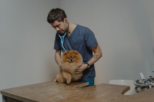 Vétérinaire en blouse bleu foncé qui ausculte avec un stéthoscope un petit chien roux au poil duveteux, debout sur la table de consultation : le diagnostic de la maladie de Lyme se fait chez le vétérinaire