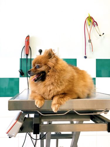 Petit chien roux au poil duveteux, la langue sortie, couché sur une table d'examen dans une clinique vétérinaire