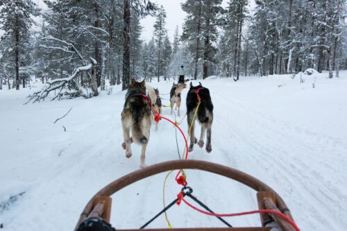 Vue depuis le traîneau d'un attelage de chiens en harnais qui trottent sur un chemin de forêt enneigé, reliés au traîneau par des lignes rouges et jaunes