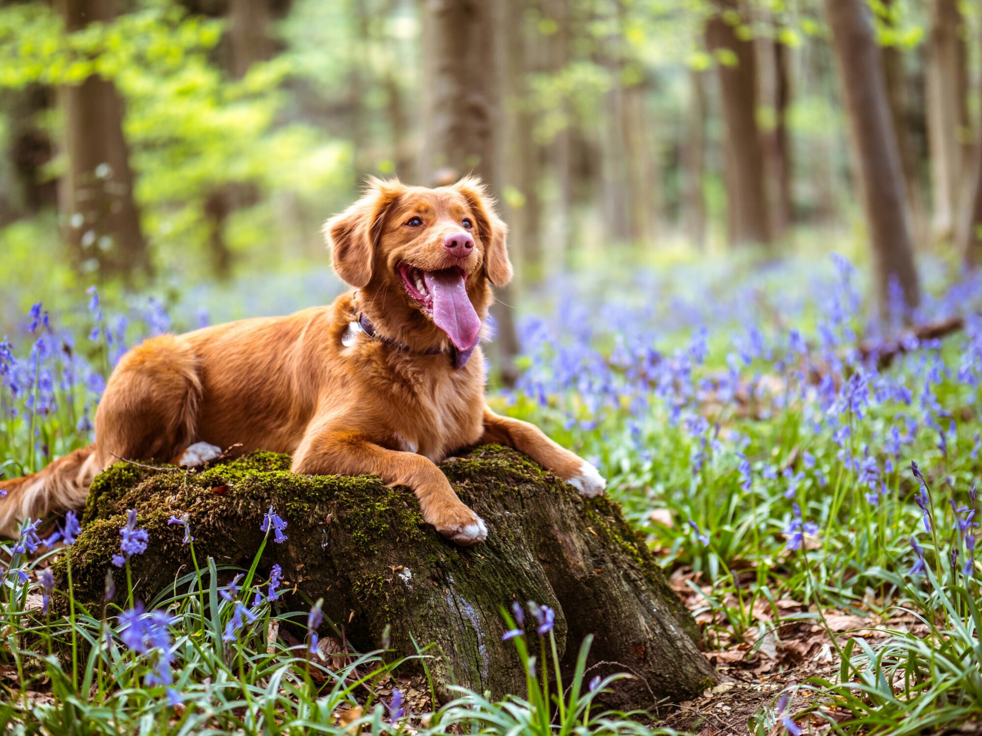 Chien roux de type retriever allongé sur une souche moussue au milieu des jacinthes des bois, la langue sortie : en forêt, les tiques guettent
