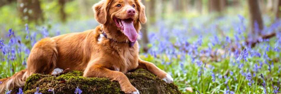 Chien roux de type retriever allongé sur une souche moussue au milieu des jacinthes des bois, la langue sortie : en forêt, les tiques guettent