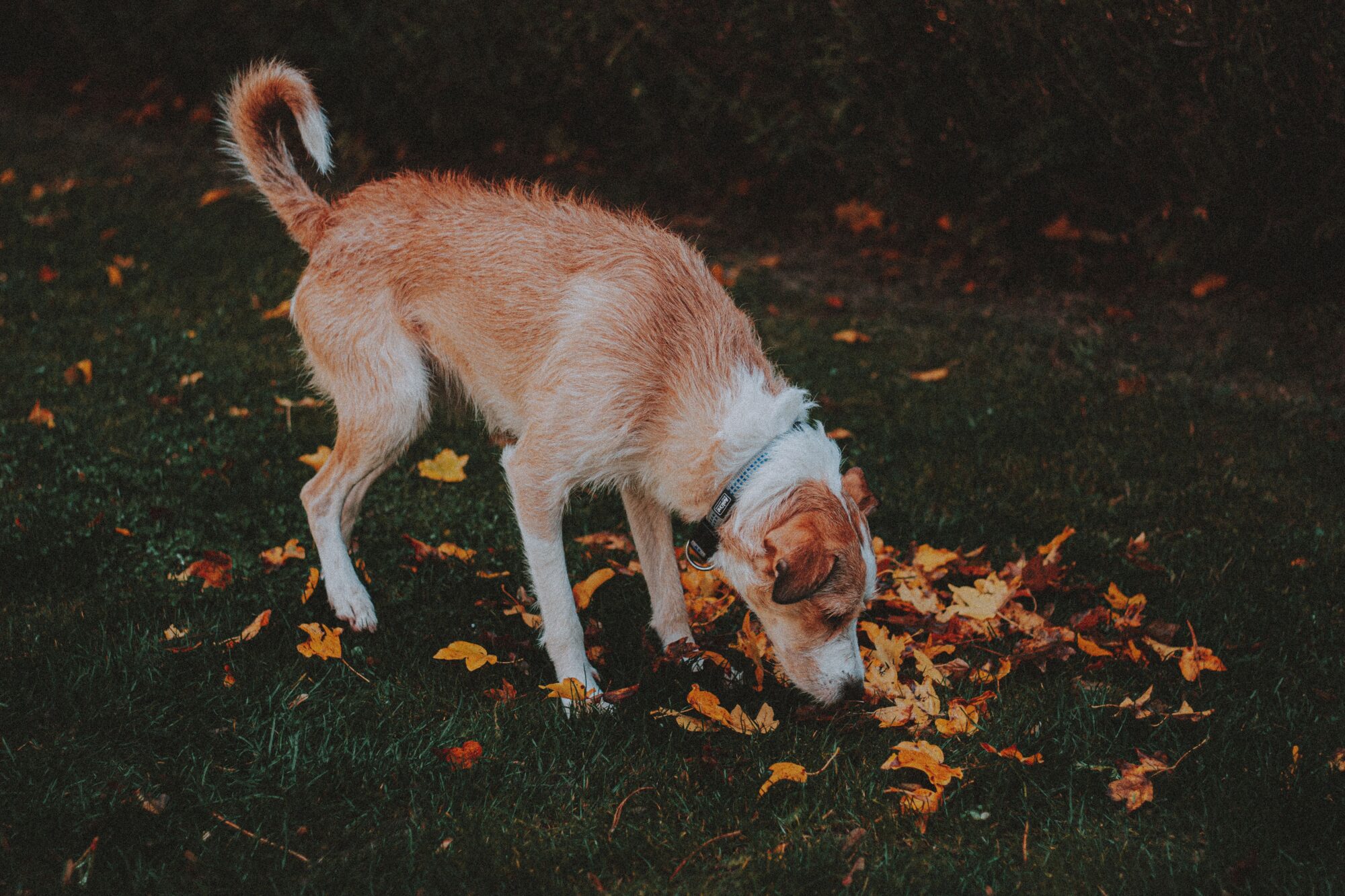 Chien au poil clair qui renifle un tas de feuilles d’automne orange dans l’herbe