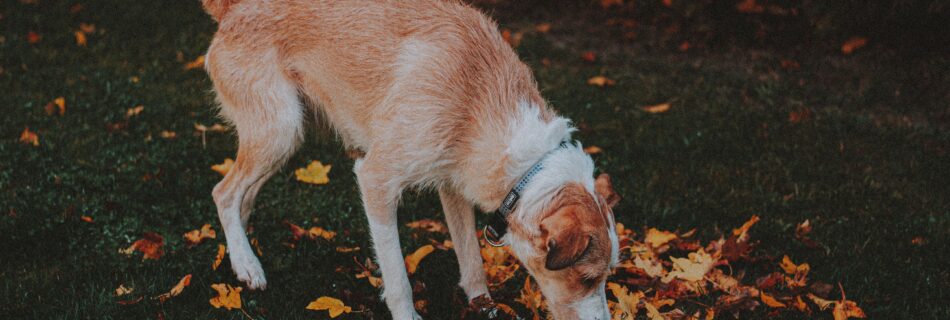 Chien au poil clair qui renifle un tas de feuilles d’automne orange dans l’herbe