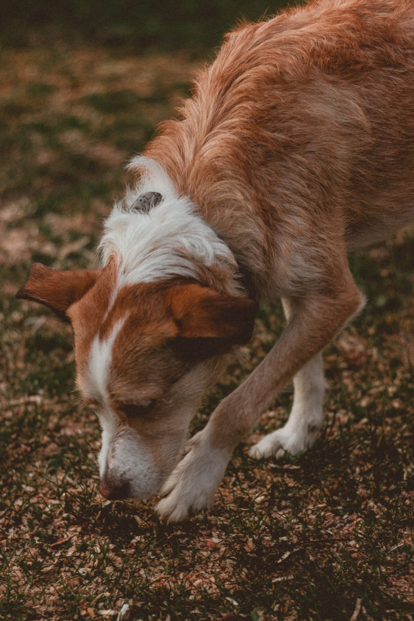 Chien roux et blanc qui renifle la terre, le museau contre le sol