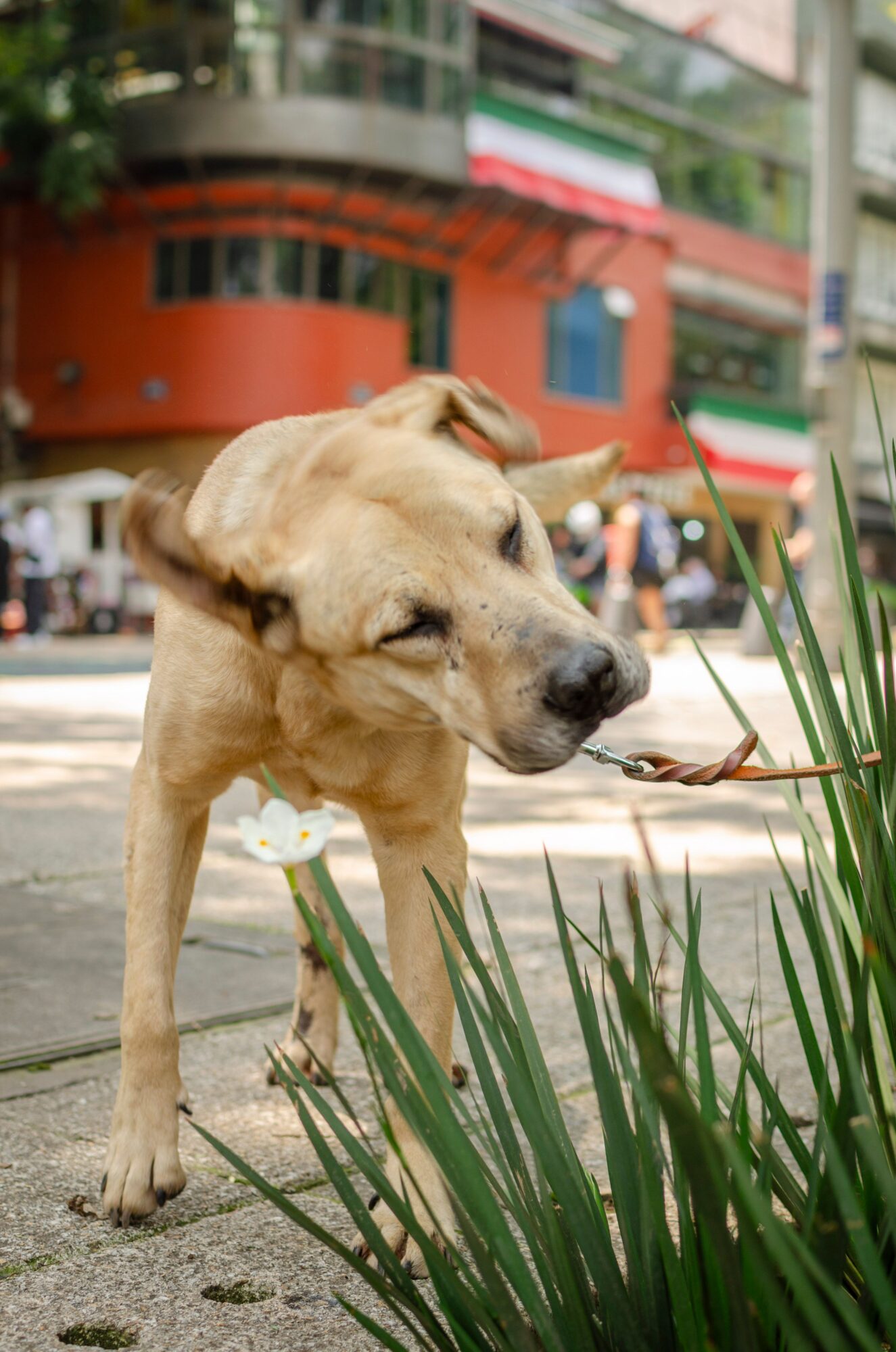 Chien beige qui renifle une touffe de plantes vertes au bord d'un trottoir, devant un immeuble coloré