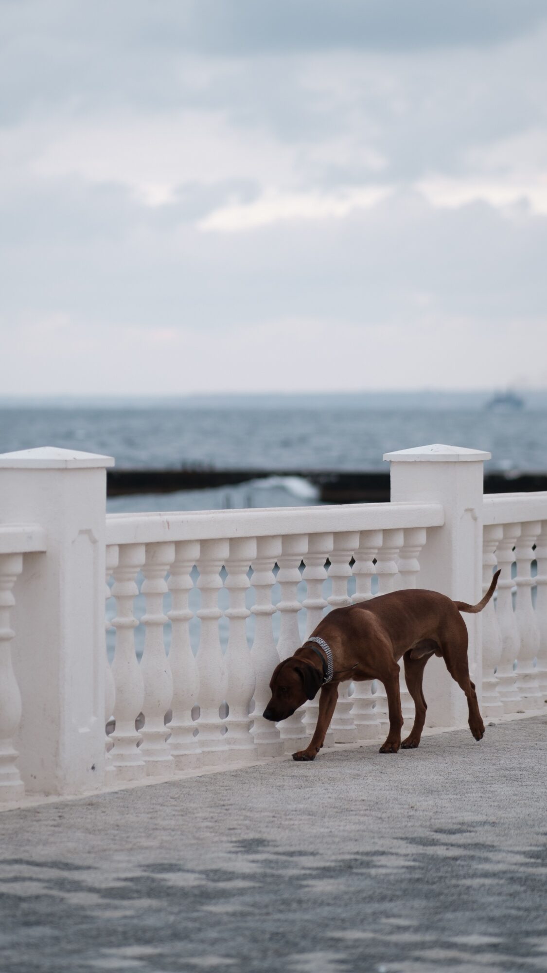 Chien roux au poil ras qui renifle le sol le long d'une balustrade blanche, avec la mer en arrière-plan : le flair du chien en promenade
