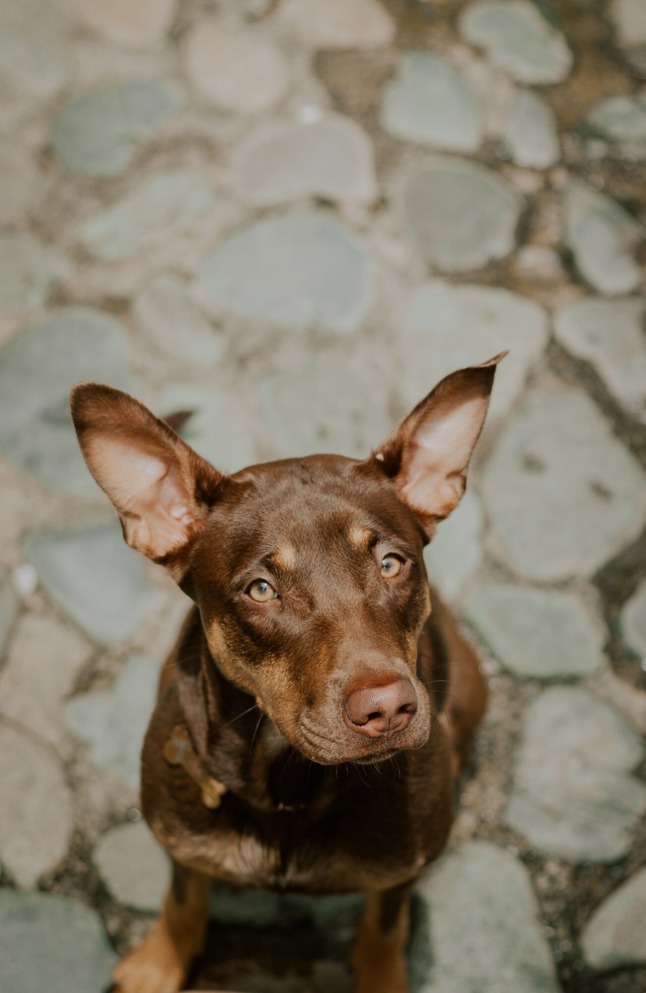 Chien à la robe chocolat aux yeux ambrés regardant vers le haut