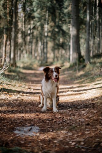 Chien marron et blanc à poil mi-long, de type border collie, assis sur un chemin de forêt dégagé : rester sur les chemins plutôt que dans les hautes herbes limite les rencontres avec les tiques