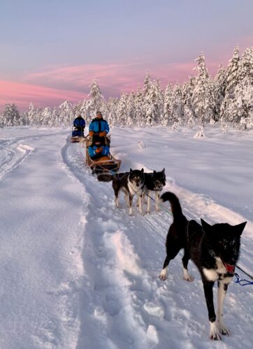 Deux traîneaux avec leurs passagers suivant un attelage de chiens noir et blanc sur un chemin de neige, sous un ciel rose et des arbres enneigés