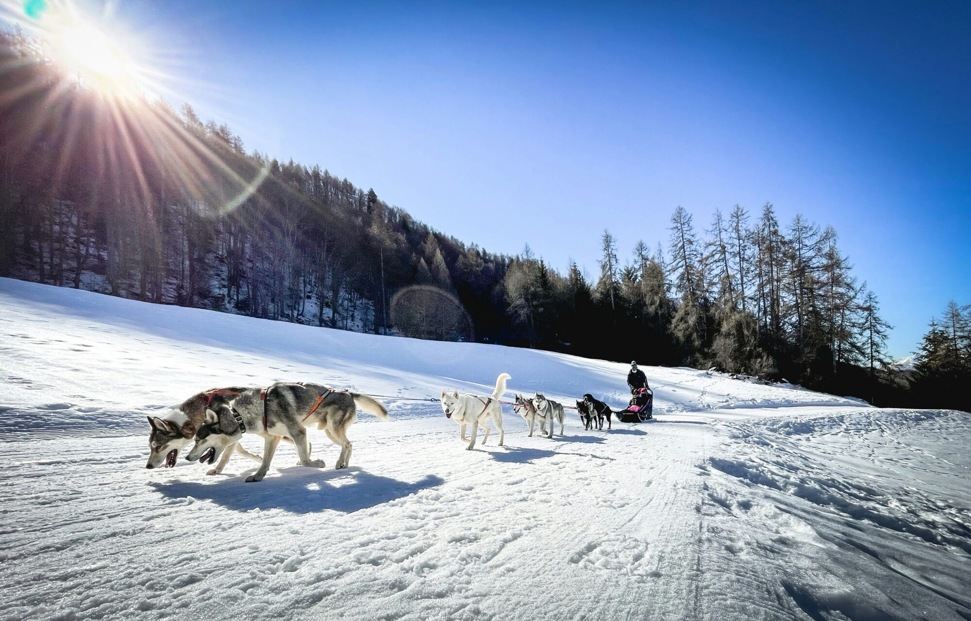 Attelage de huskies qui court sur une piste enneigée en plein soleil, le traîneau et son musher visibles au loin devant une forêt