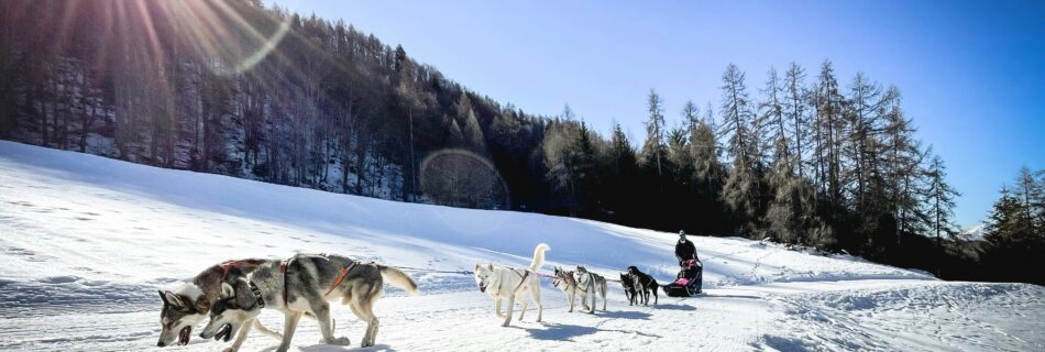 Attelage de huskies qui court sur une piste enneigée en plein soleil, le traîneau et son musher visibles au loin devant une forêt
