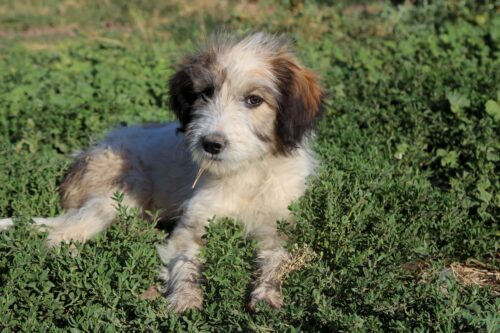 Chiot Bobtail au poil gris, blanc et brun clair couché dans l'herbe, les oreilles tombantes