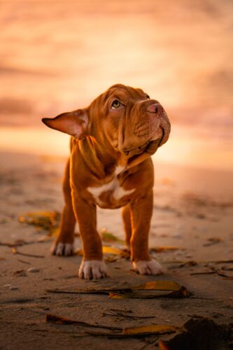 Chiot Dogue de Bordeaux fauve debout sur le sable, la tête levée, au coucher du soleil