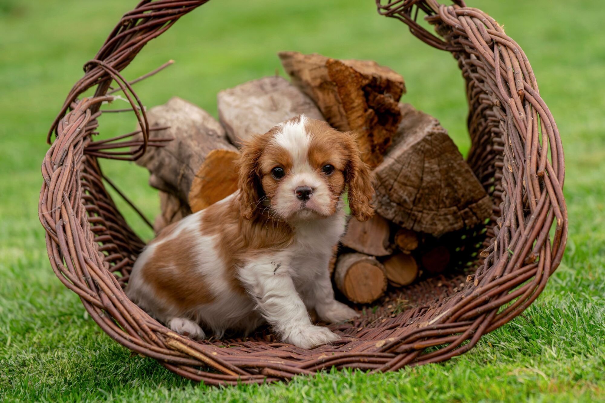 Chiot Cavalier King Charles blanc et marron assis dans un panier en osier rempli de bûches, sur l’herbe