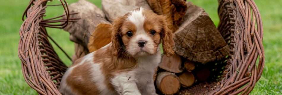 Chiot Cavalier King Charles blanc et marron assis dans un panier en osier rempli de bûches, sur l’herbe