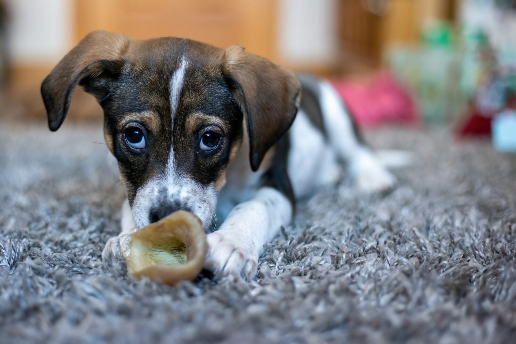 Chiot tricolore allongé sur un tapis, le museau posé sur une friandise à mâcher