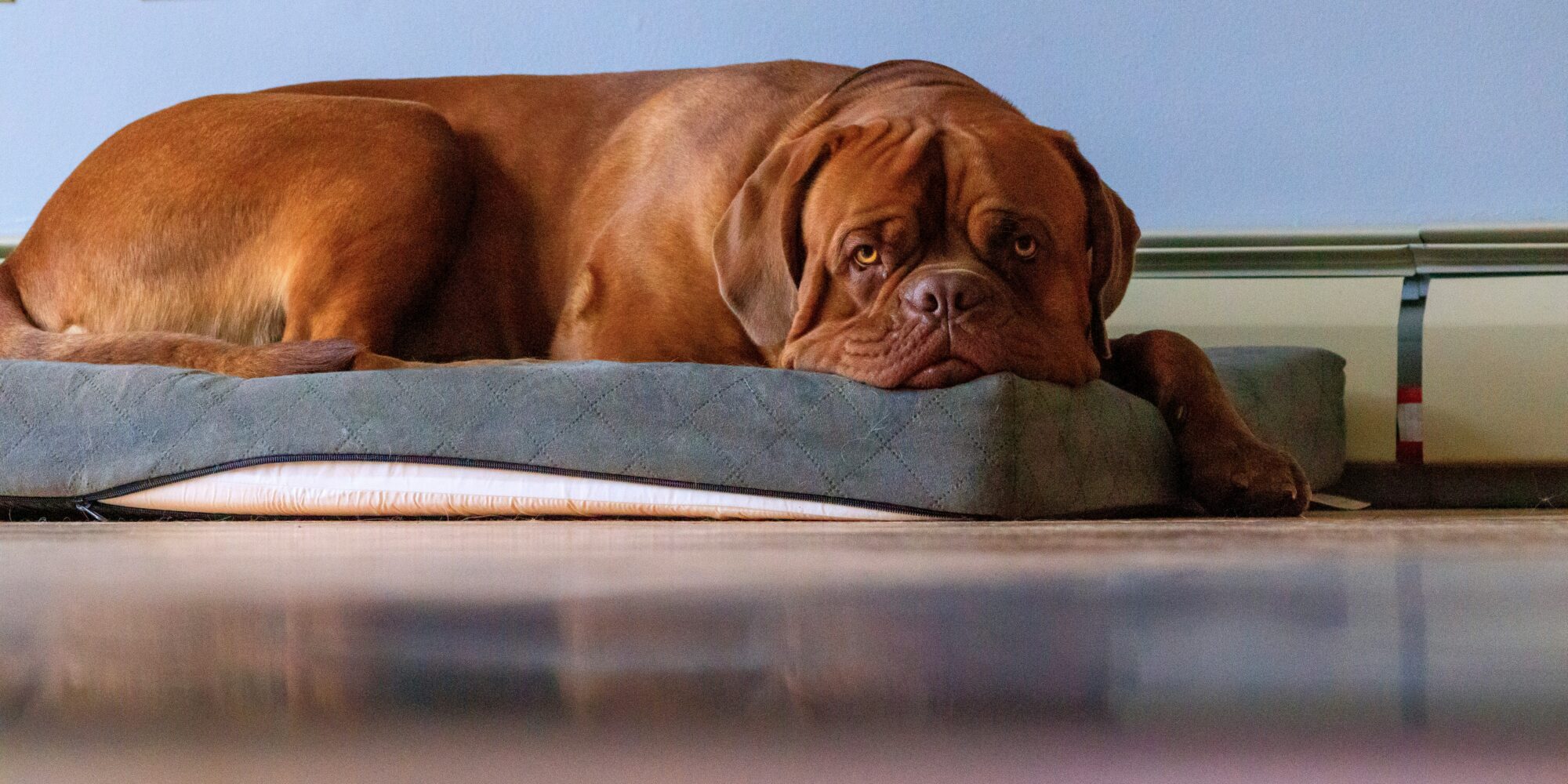 Dogue de Bordeaux roux couché sur un coussin gris, la tête posée à plat