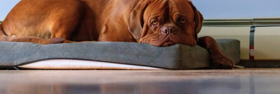 Dogue de Bordeaux roux couché sur un coussin gris, la tête posée à plat