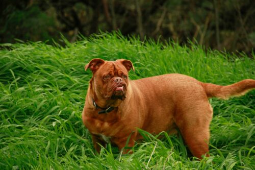 Dogue de Bordeaux fauve rougeâtre debout dans l'herbe, vu de profil