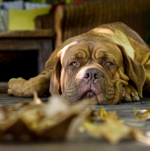 Dogue de Bordeaux fauve foncé couché sur le sol, la tête plissée et le masque sombre