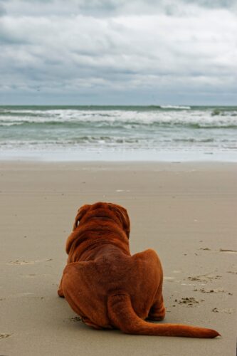 Dogue de Bordeaux fauve rougeâtre assis de dos sur une plage, face à la mer
