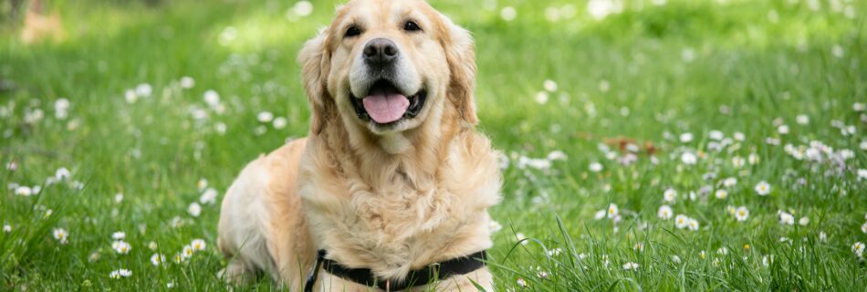 Golden retriever souriant, couché dans l'herbe fleurie de pâquerettes