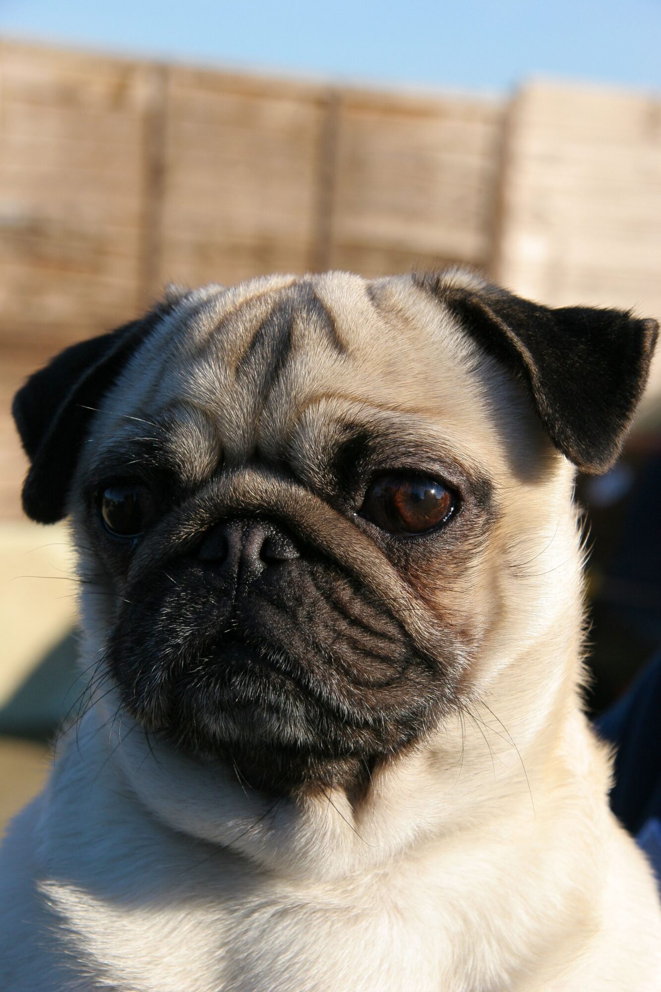 Gros plan sur le visage plissé d’un Carlin, un chien brachycéphale au museau court et aux grands yeux ronds