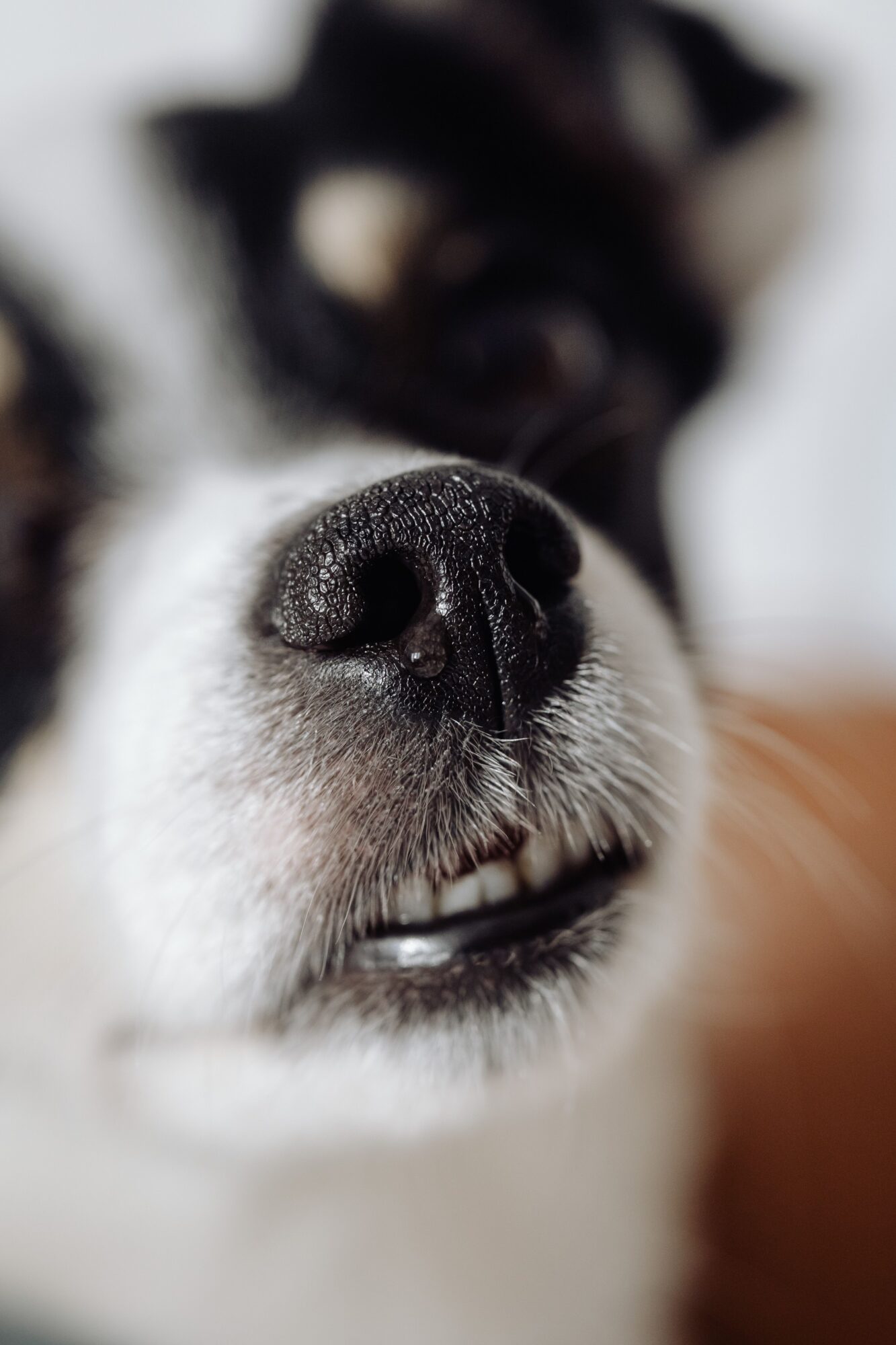 Gros plan sur la truffe noire et le museau blanc d'un chien noir et blanc : le nez, siège de l'odorat du chien