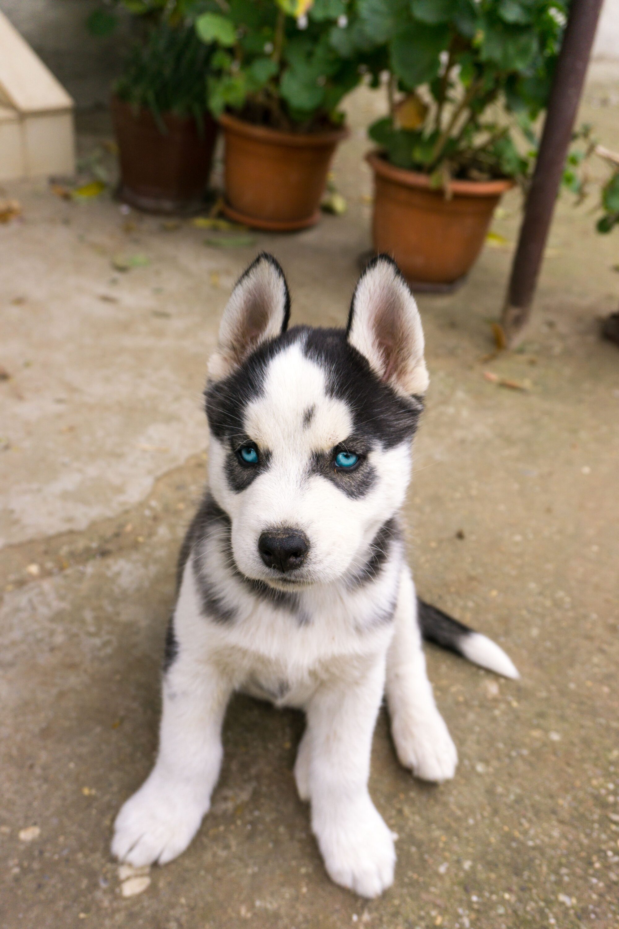 Chiot husky noir et blanc aux yeux bleus, assis et regardant l’objectif