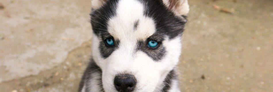 Chiot husky noir et blanc aux yeux bleus, assis et regardant l’objectif