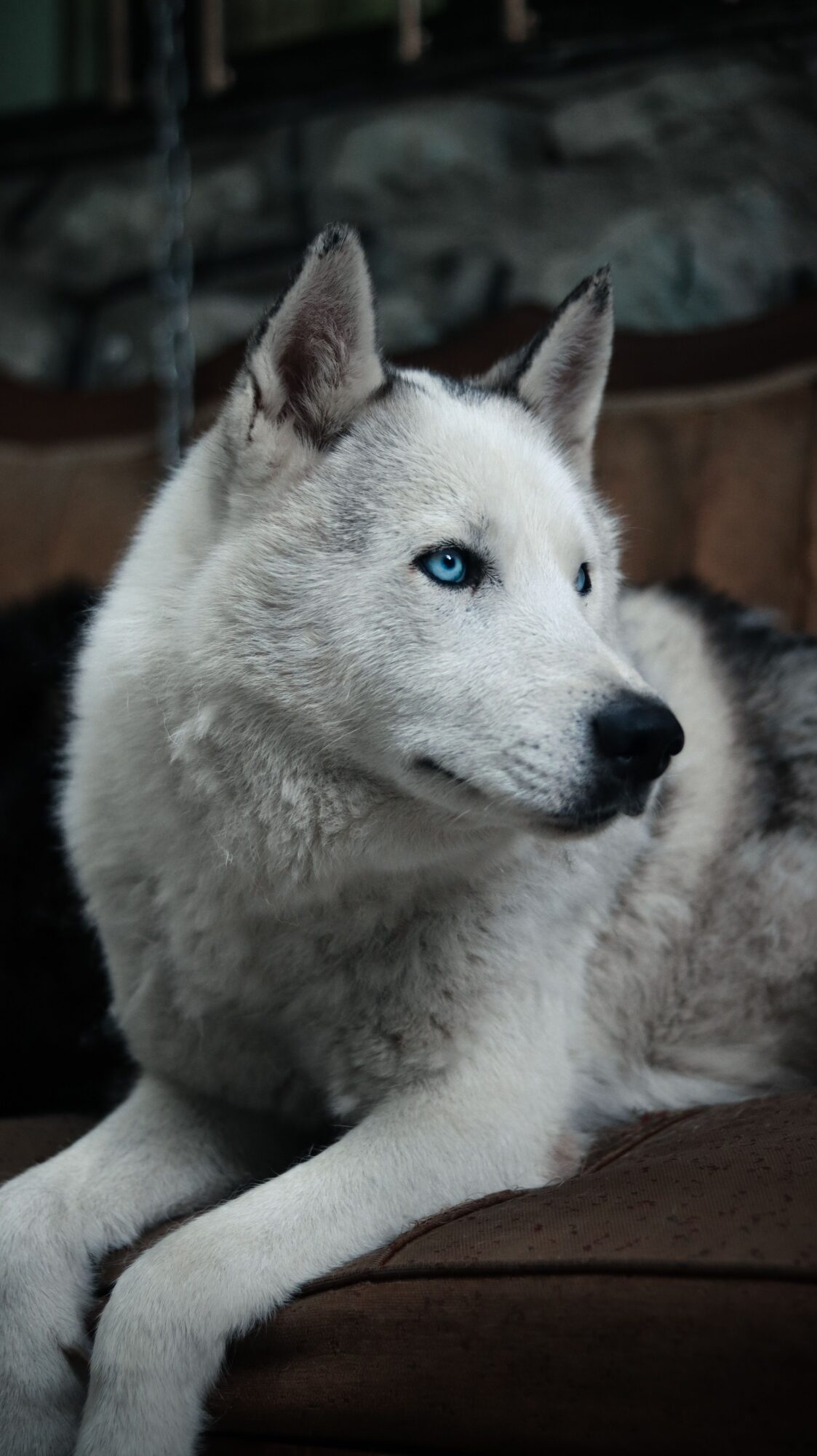 Husky blanc aux yeux bleus allongé sur un canapé