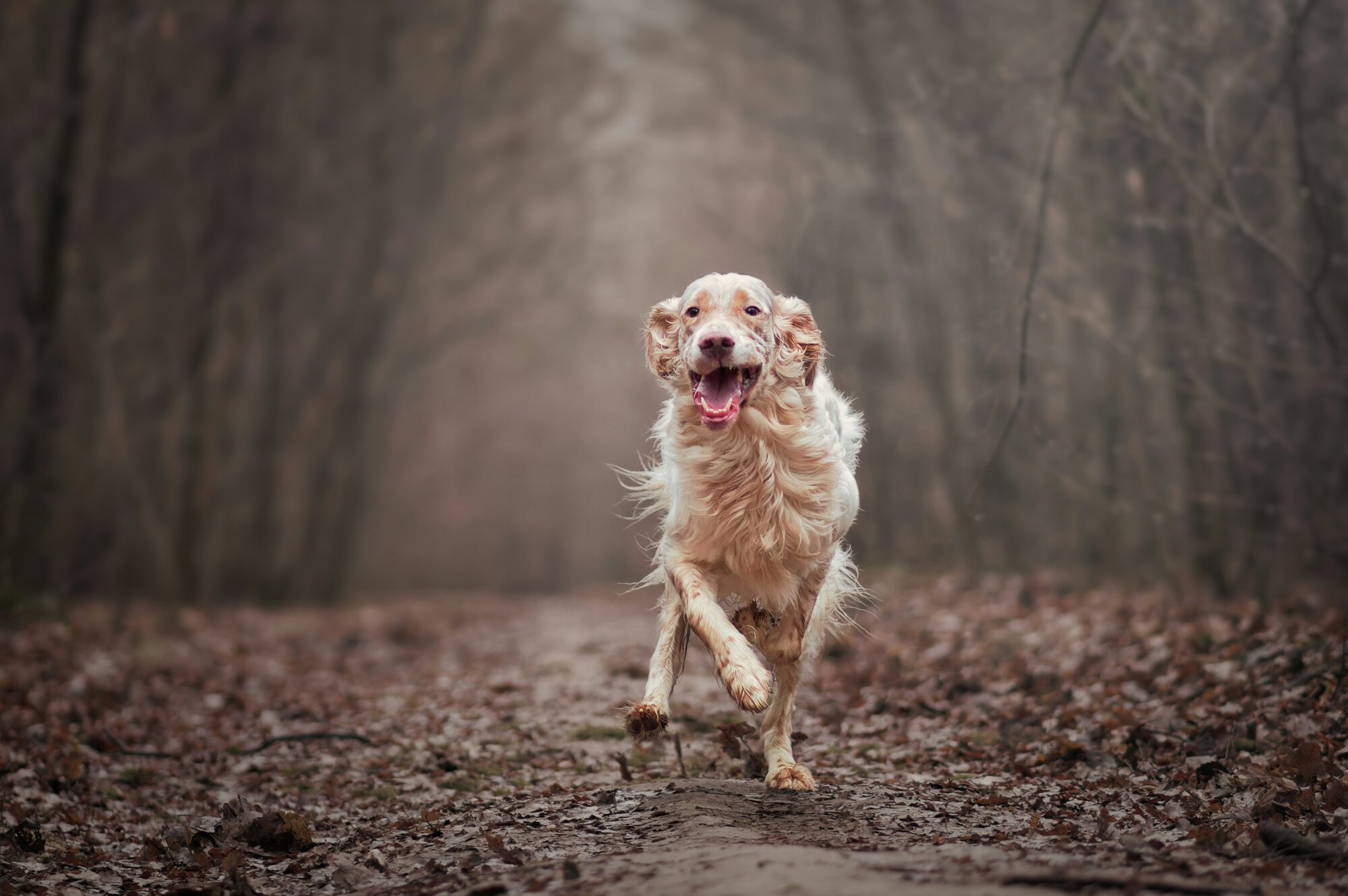 Setter anglais orange belton qui court vers l'objectif sur un chemin forestier couvert de feuilles