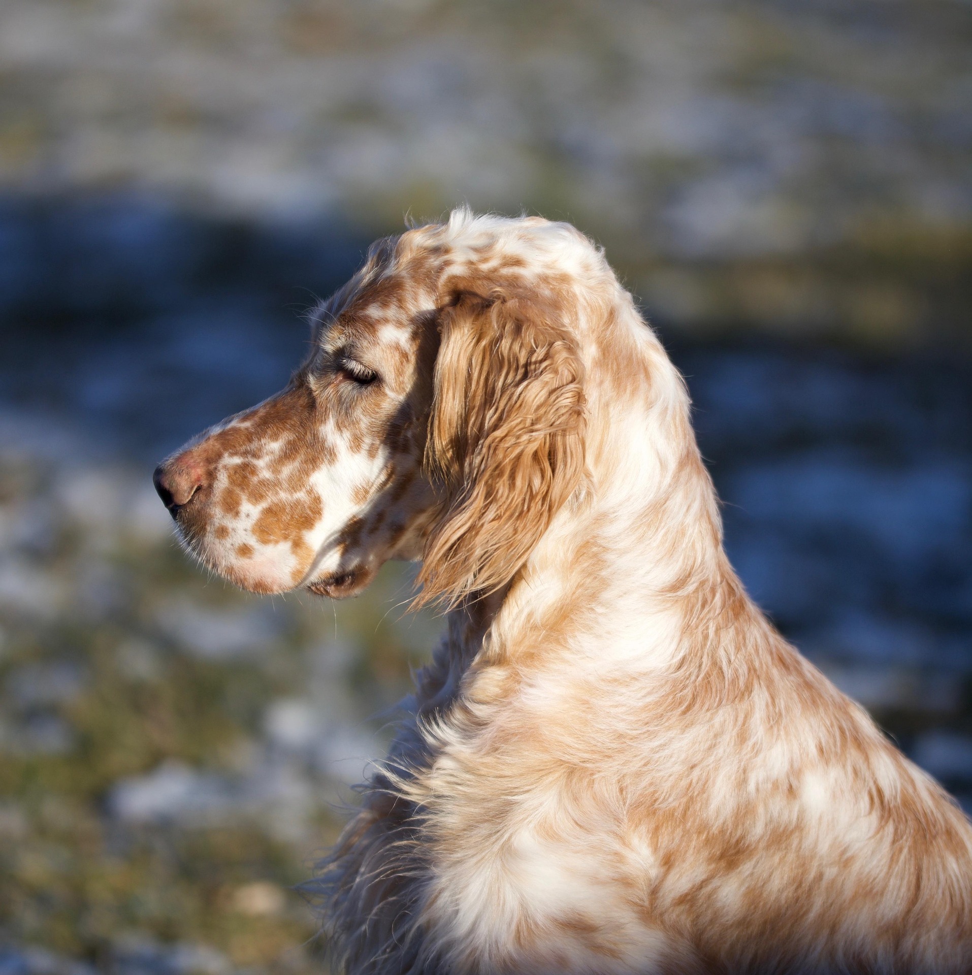 Setter anglais orange belton, blanc moucheté d'orange, vu de profil au bord de l'eau
