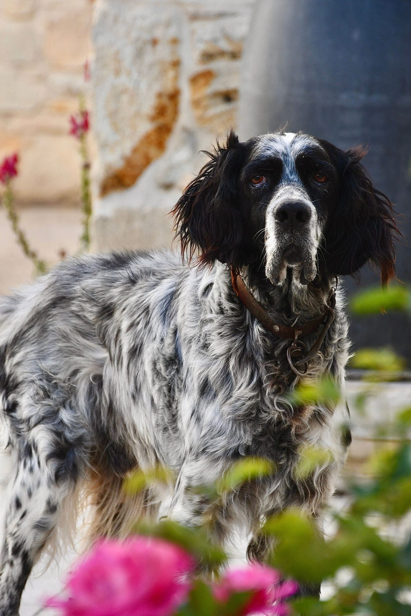Setter anglais bleu belton debout au milieu de rosiers en fleurs, devant un mur de pierre