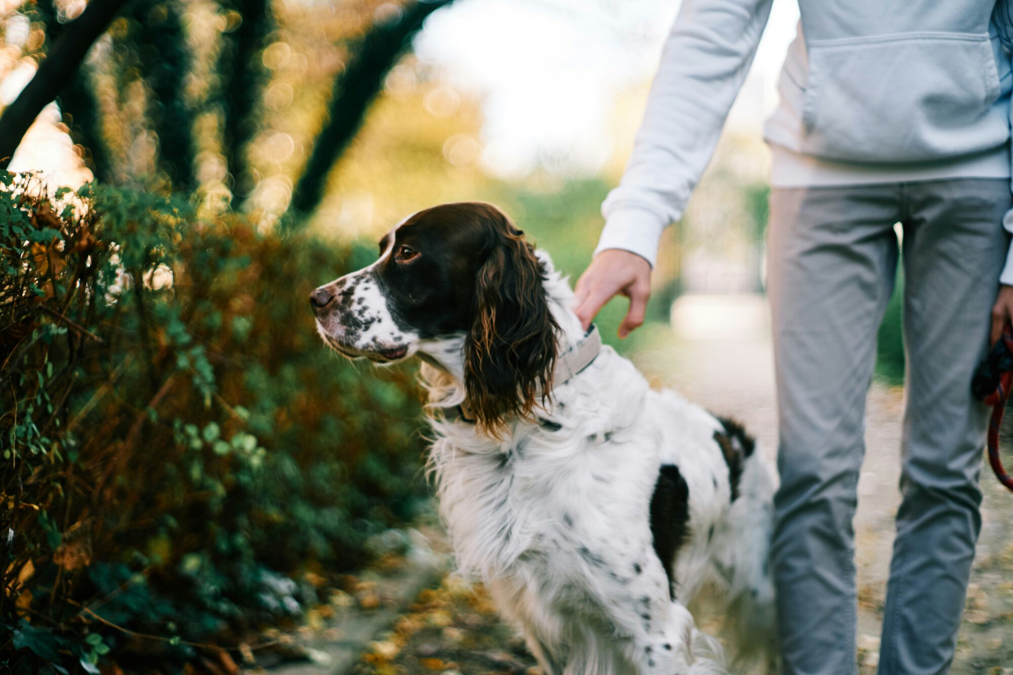 Setter anglais noir et blanc assis en laisse à côté de son maître, qui le caresse, dans une allée de jardin
