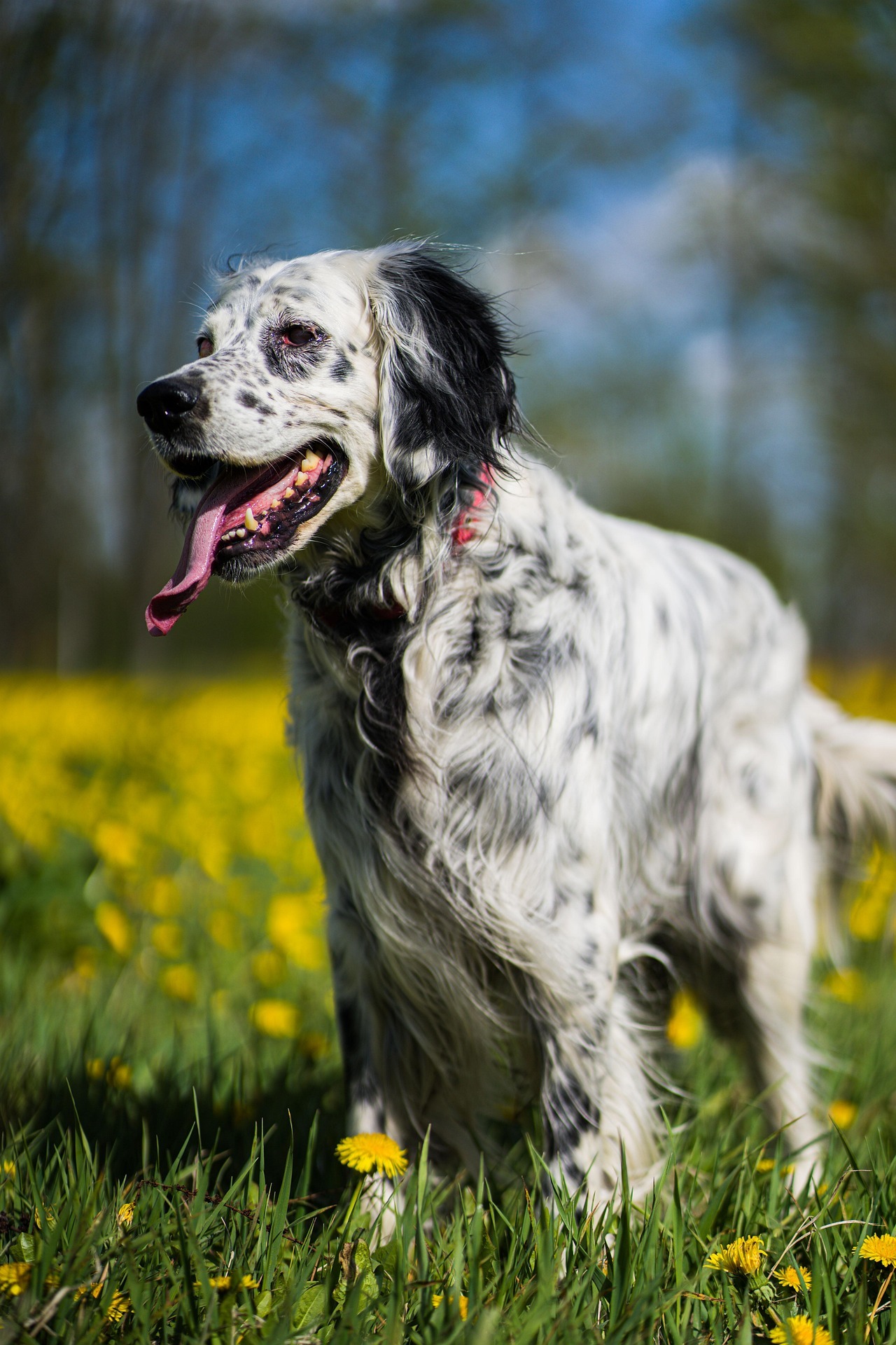 Setter anglais bleu belton, blanc moucheté de noir, debout dans un pré de fleurs jaunes, la langue sortie