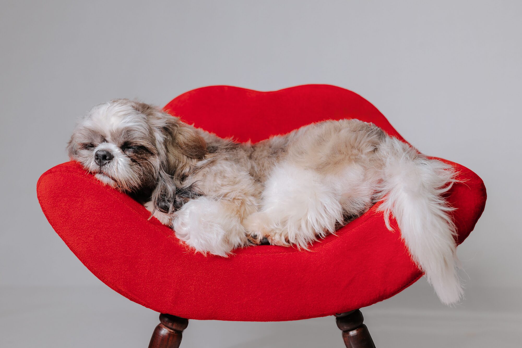 Shih Tzu blanc, gris et marron allongé sur un fauteuil rouge, sur fond gris
