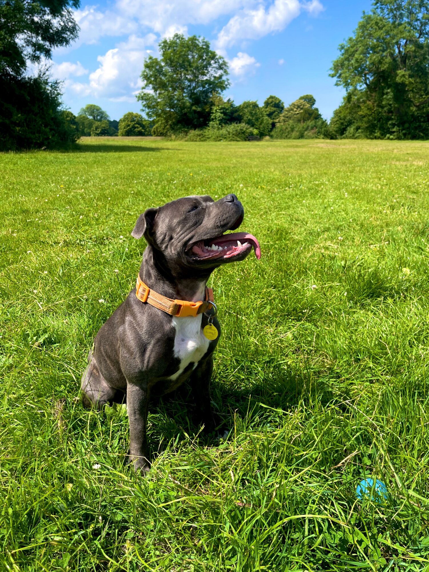 Staffie gris-bleu et blanc assis dans l’herbe sous un ciel bleu, la langue sortie