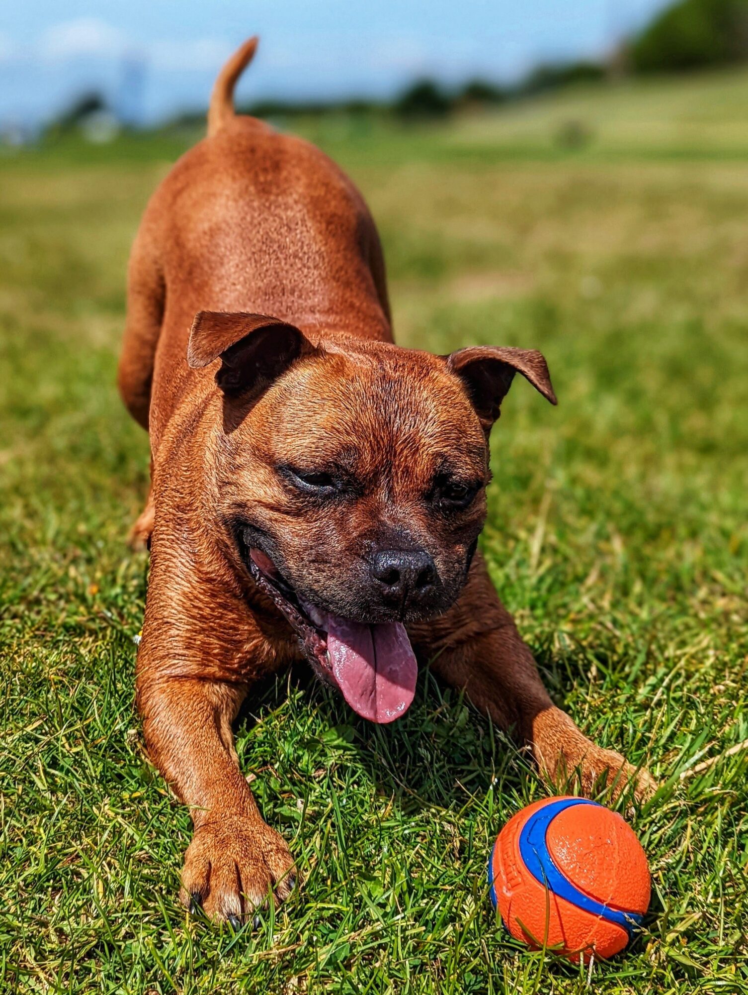 Staffie roux en position de jeu dans l’herbe, la langue sortie, avec une balle orange et bleue devant lui