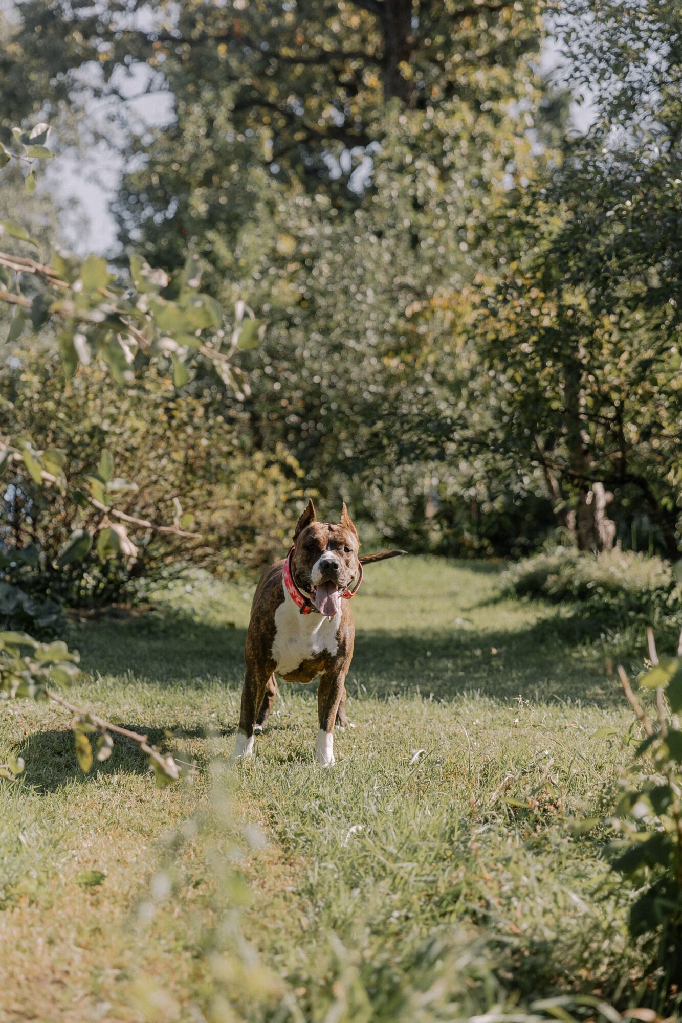 Staffie marron et blanc debout dans l’herbe, entre des arbres, un collier rouge autour du cou