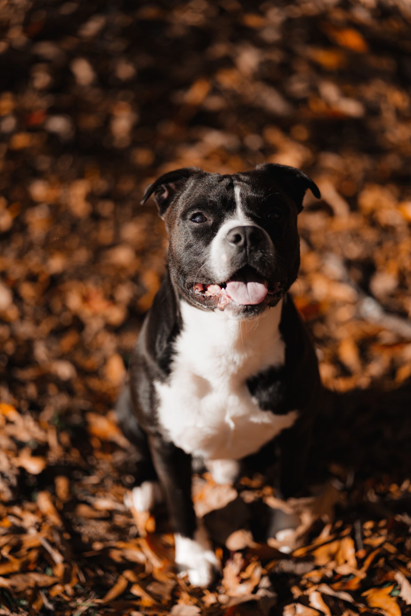 Staffie noir et blanc assis sur un tapis de feuilles d’automne, la gueule ouverte, qui regarde l’objectif