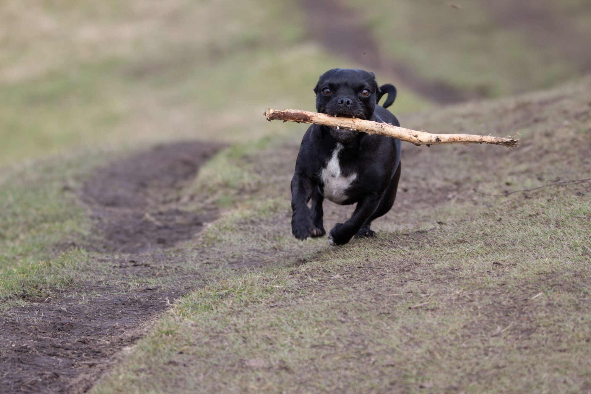 Staffie noir qui court vers l’objectif en tenant un long bâton dans la gueule, sur un chemin d’herbe