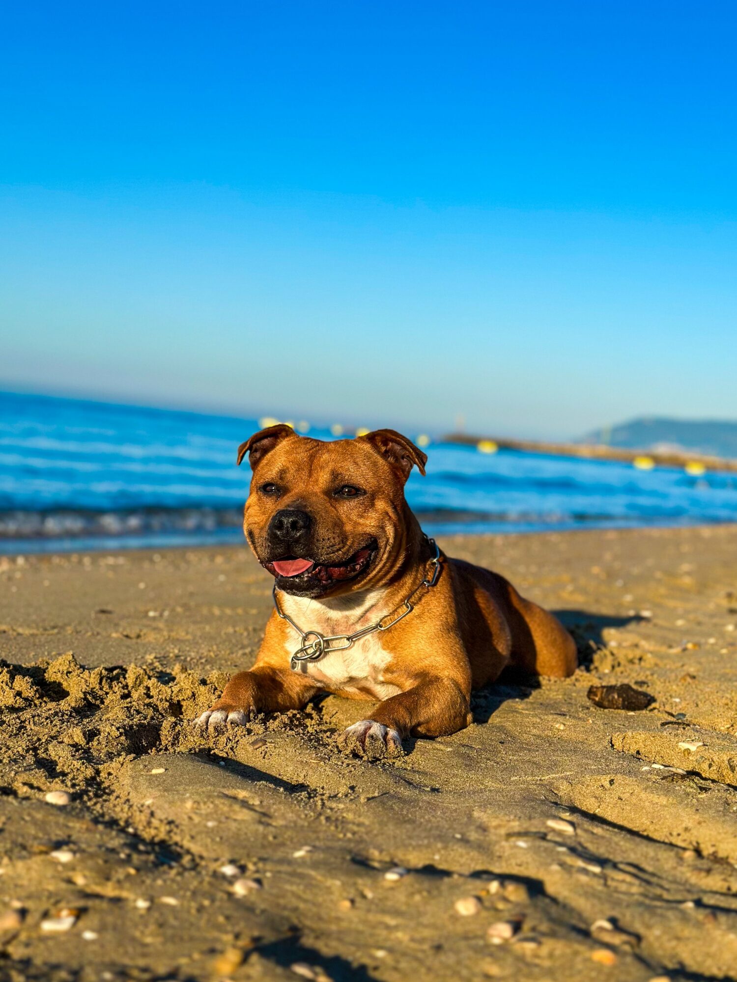 Staffie fauve et blanc allongé sur le sable d’une plage, la mer et le ciel bleu derrière lui