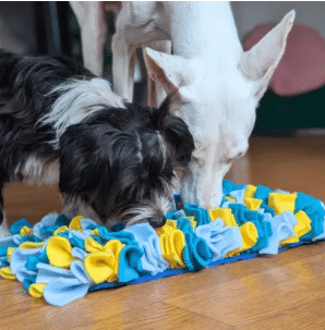 Deux chiens qui reniflent un tapis de fouille en bandes de tissu bleues et jaunes, sur un parquet
