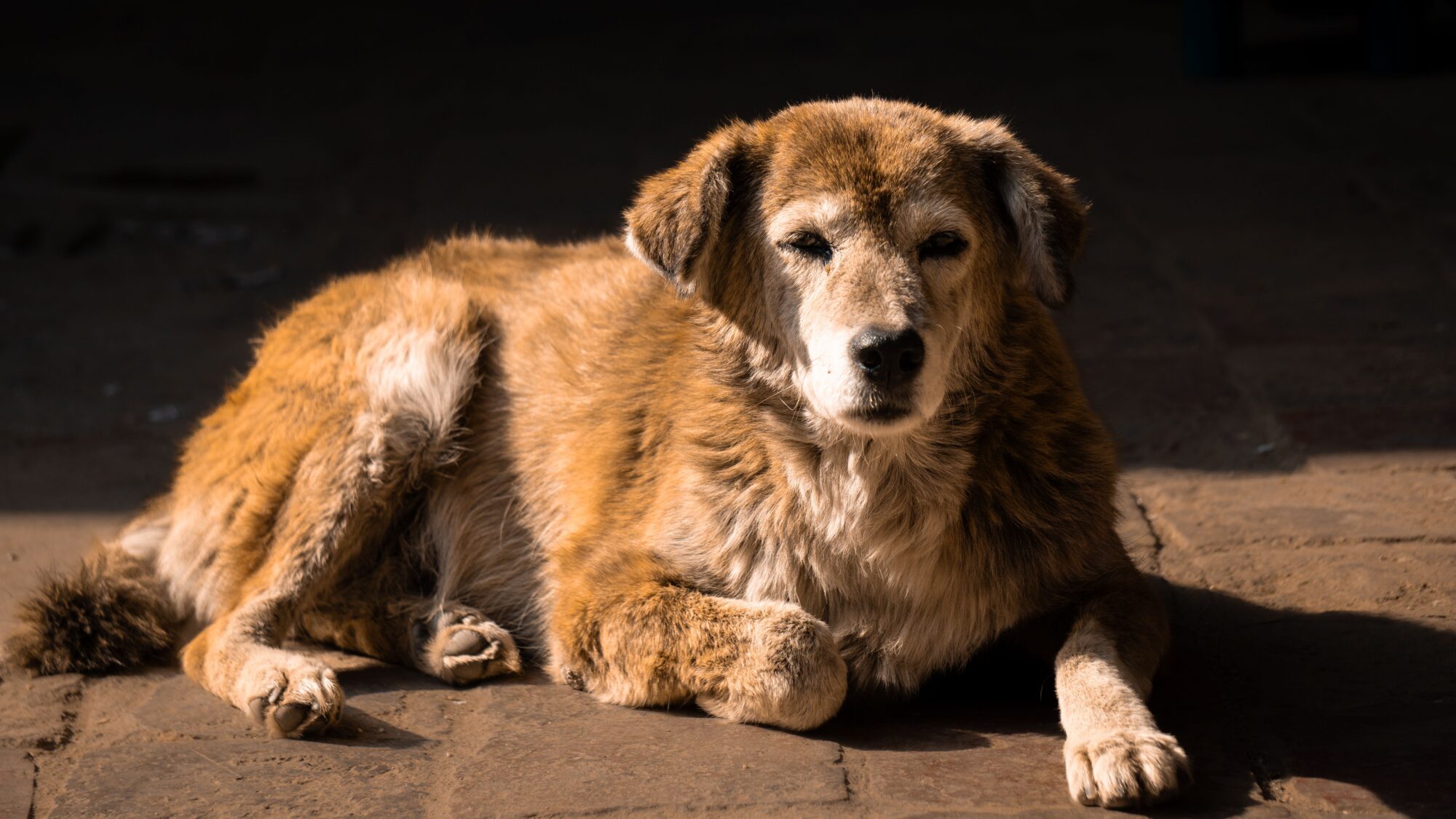 Chien âgé au museau grisonnant, couché sur un sol de pierre dans un rayon de soleil, les yeux mi-clos