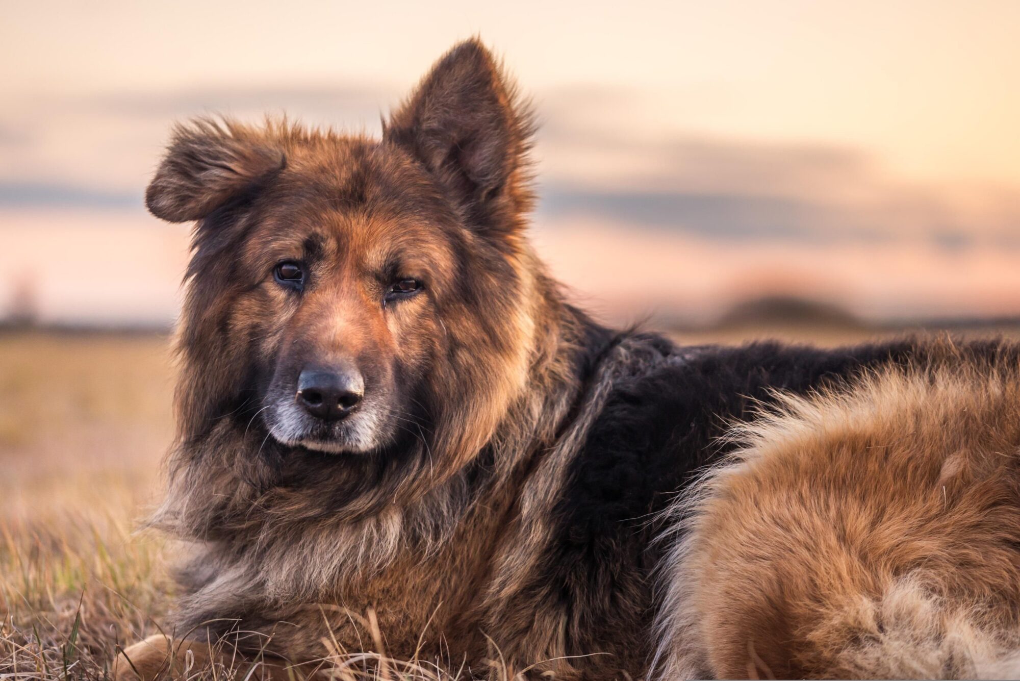 Chien âgé à poil long et au museau grisonnant, couché dans l'herbe sèche au coucher du soleil, qui regarde l'objectif