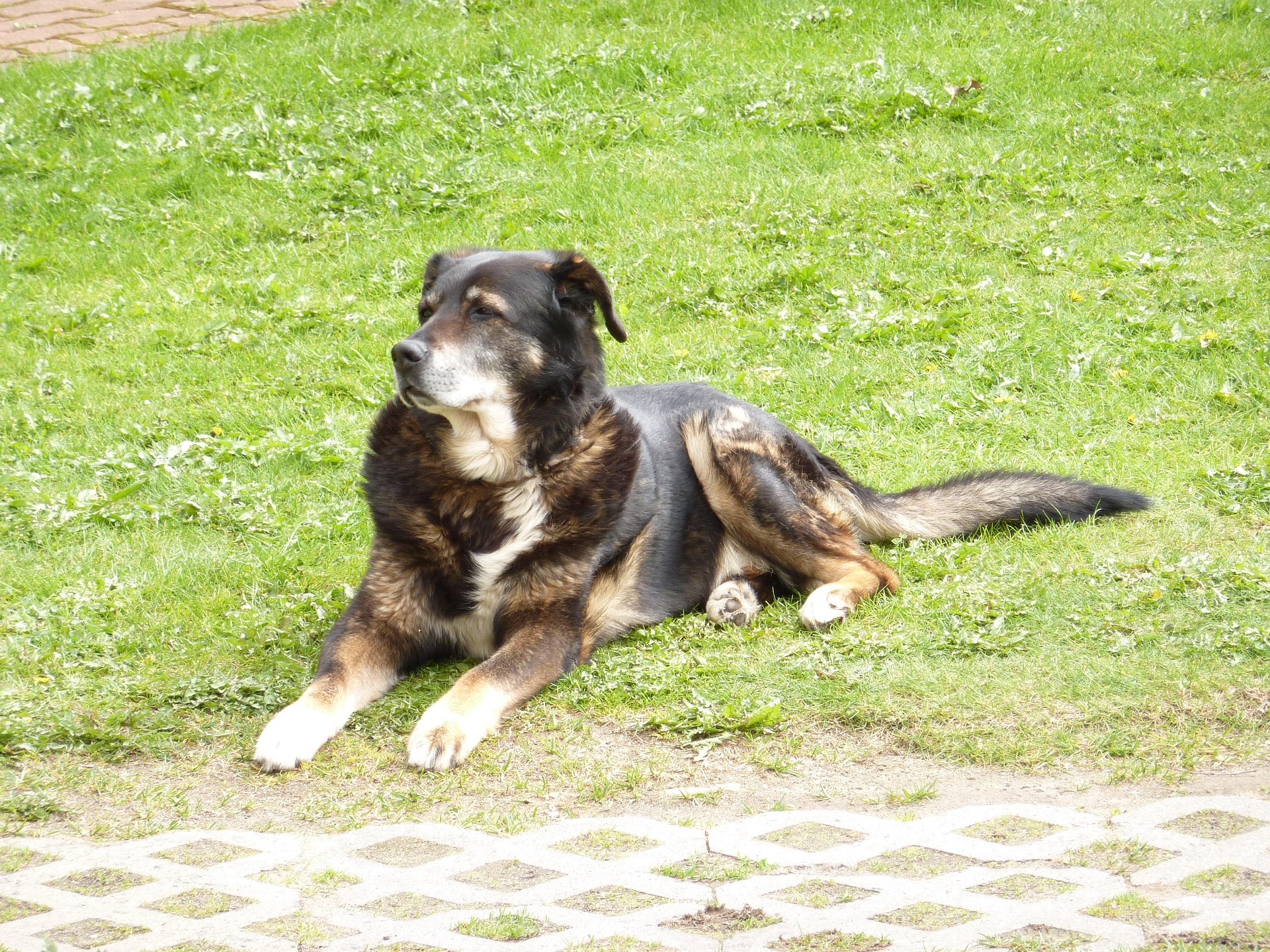Chien âgé au poil noir et feu et au museau blanchi, couché dans l'herbe, la tête tournée vers le haut